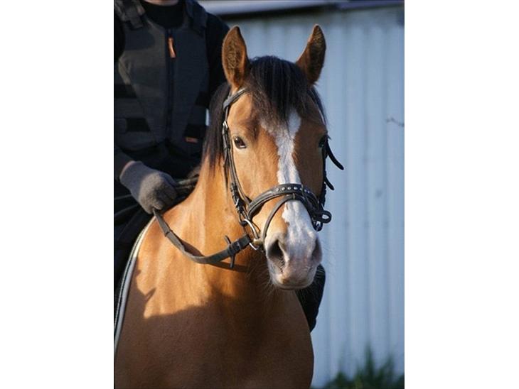 {{currentPhoto.altText}} billede {{currentPhoto.number}}