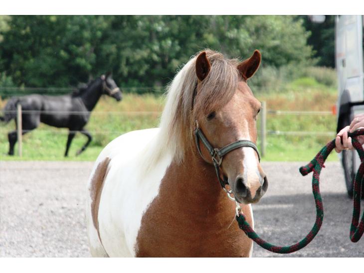 Anden særlig race Jolly - 16/7-11 billede 1