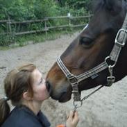 Dansk Varmblod Choko Chanell *part*