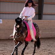 Dansk Varmblod Bonita - Believe me