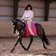 Dansk Varmblod Bonita - Believe me