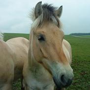 Fjordhest Kronprins Joakim