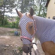 Quarter Scarlet O'Bueno