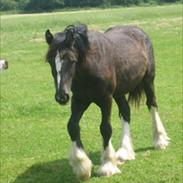 Irish Cob Schjerlunds Aslan