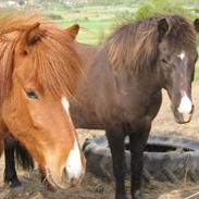 Islænder Rjómi fra Fruehøj DK1991104157