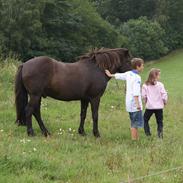 Islænder Rjómi fra Fruehøj DK1991104157