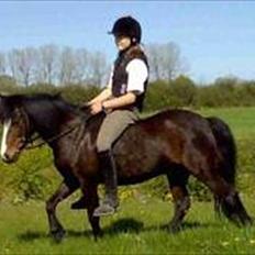 Welsh Partbred (Sec F) Capuccino (capu)