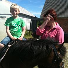 Welsh Partbred (Sec F) Capuccino (capu)