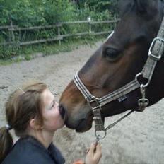 Dansk Varmblod Choko Chanell *part*