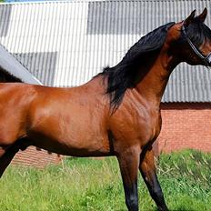 Arabisk fuldblod (OX) Til Minde om MVA Prince Vayu ox