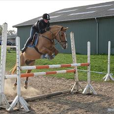 Anden særlig race Mario