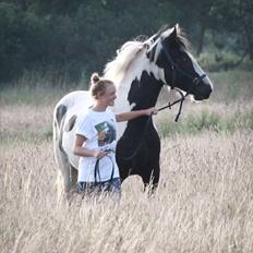 Irish Cob Celtic Blue Chulainn