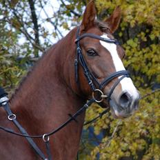 DSP Aurora Stengaard