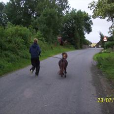 Shetlænder / Miniature Tulle