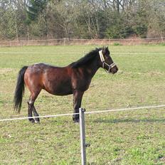 Anden særlig race Bella  (Himmelhest)