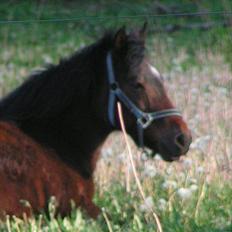 Anden særlig race Bella  (Himmelhest)