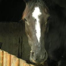 Dansk Varmblod Akido