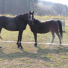 Dansk Varmblod Akido