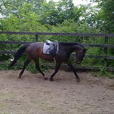 Oldenborg Cheri´s Shadow - Solgt