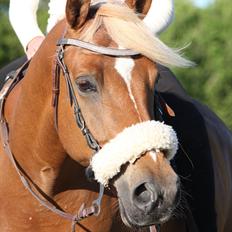 Palomino | Klepholms Krøsus  «3