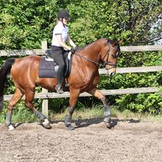 Anden særlig race Rabin