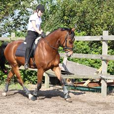 Anden særlig race Rabin