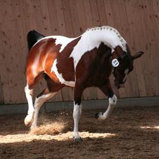 Pinto Hoelgaards Purple Glamour