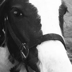 Irish Cob Alanya Naya