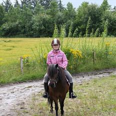 Shetlænder Rican *Rider*