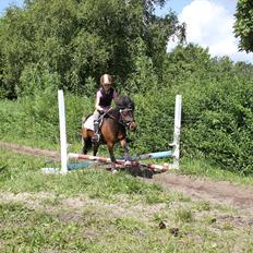 Shetlænder Rican *Rider*