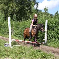 Shetlænder Rican *Rider*