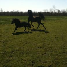 Shetlænder Cirkeline