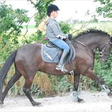 New Forest Sânbuorster Femke (Den flyvende hollænder)