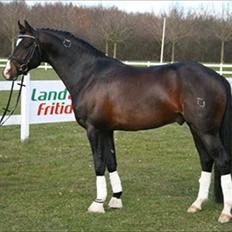 DSP Atlas Stengaard (B-pony)