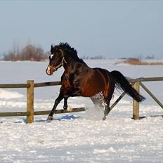 DSP Atlas Stengaard (B-pony)