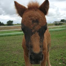 Anden særlig race Vaseli's Born Quite Easy
