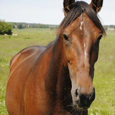 Anden særlig race Lundgaards Bacardi 