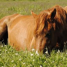 Anden særlig race Lundgaards Jolly Jumper