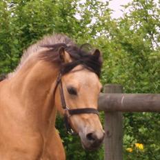 Welsh Pony (sec B) låddenhøjs spigall *DM 2011*