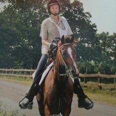 Shagya Araber (SH) Sagina (mouritzen)