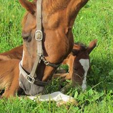 Dansk Varmblod †Channel - DH hoppe†