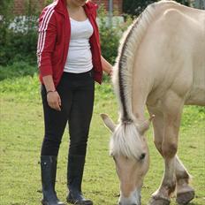 Fjordhest Pepsi pony