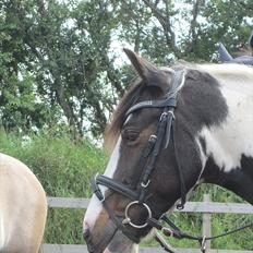 Anden særlig race Hannibal <3 (tidl. låne pony<3