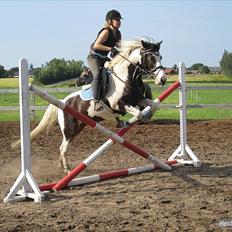 Anden særlig race Hannibal <3 (tidl. låne pony<3