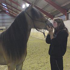 Irish Cob Crossbreed Nova<3