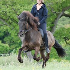 Islænder | Þerna fra Lærkegården<3