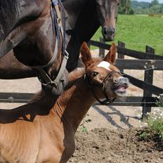 Dansk Varmblod Stillebæklunds Landroneur