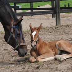 Dansk Varmblod Stillebæklunds Landroneur