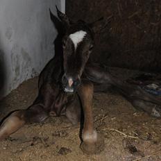Dansk Varmblod Stillebæklunds Landroneur