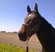 Oldenborg Cheri´s Shadow - Solgt